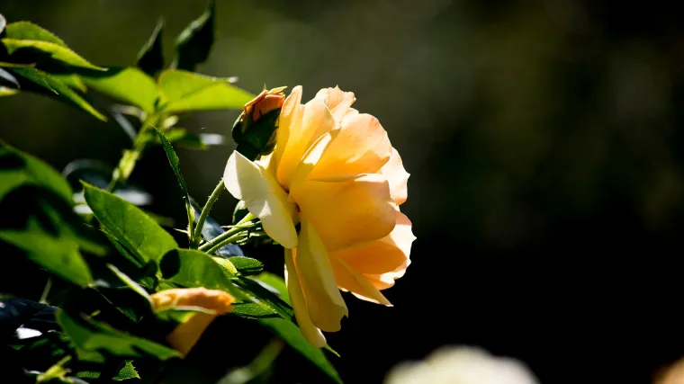 Kako se radi pravilna prihrana ruža