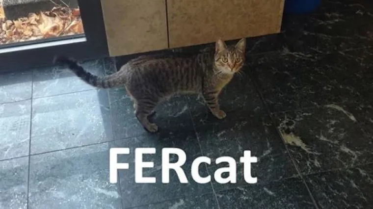 'Voli se maziti': Mali Ivica počasni je stanovnik FER-a, a već ima i svoj Instagram profil