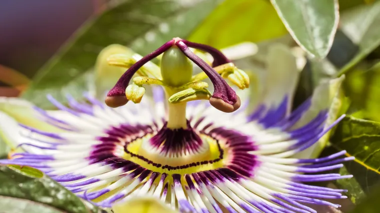 Pasiflora cvijet: sve što trebate znati o pasiflori