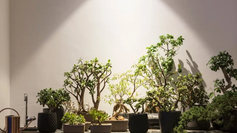 Vrste biljaka: donosimo vam koje vrste biljaka postoje