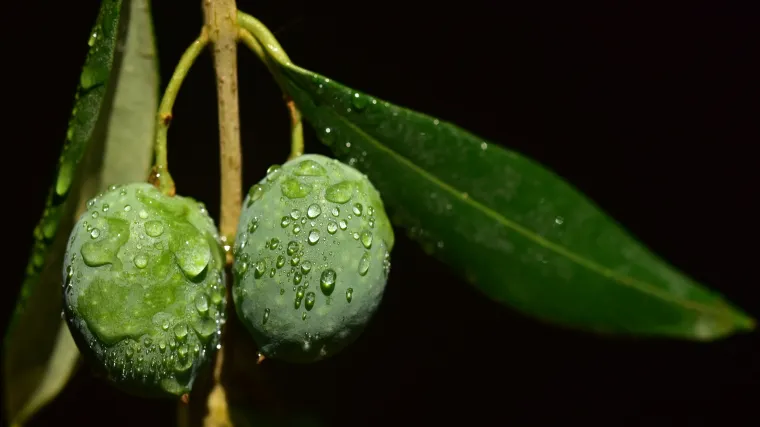 Kakav je uzgoj maslina u tegli?