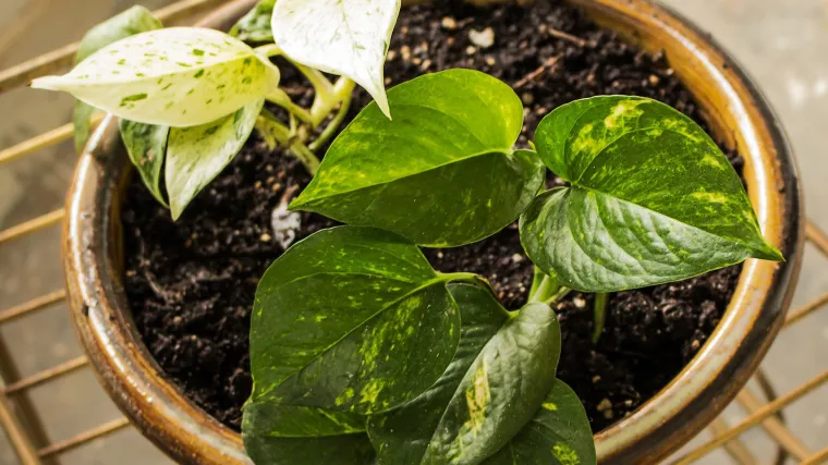 Koji sve nazivi sobnog cvijeća postoje?