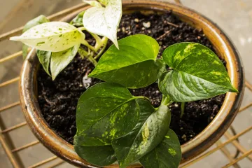 Koji sve nazivi sobnog cvijeća postoje?