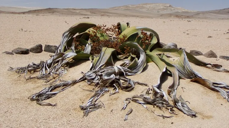 Neobične biljke koje vrijedi vidjeti