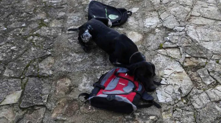 Policijski pas u Puli otkrio kilogram heroina: Diler ga nosio busom u ruksaku