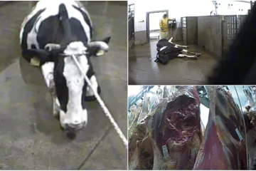 Oglasila se i naša inspekcija; 'Nismo uvezli meso iz te klaonice'