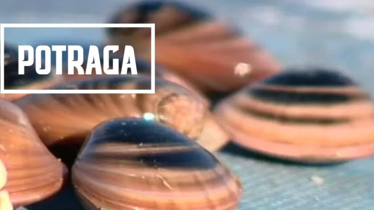 Incident u pa&scaron;koj uvali! Pažani se umalo fizički obračunali s ribarom koji ilegalno vadi &scaron;koljke