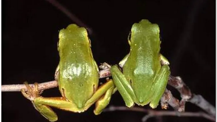 Životinje koje žive u bari i koje je okružuju