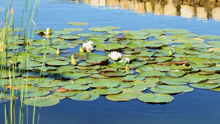 Što sve kriju vode stajaćice i koliko ih poznajete