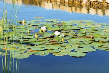 Što sve kriju vode stajaćice i koliko ih poznajete