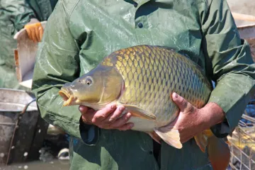 Vrste slatkovodnih riba u rijekama Hrvatske