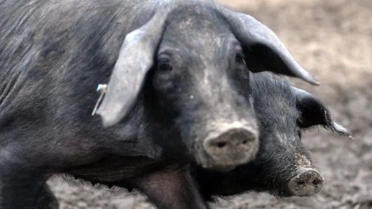 Vraćali se iz lova i ugledali svinje: Ubili dvije, a onda su shvatili da nisu divlje životinje