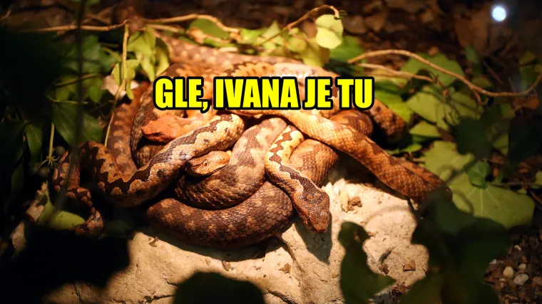 Za sve koji su trenutno 'o&scaron;tećeni': U ovom zoolo&scaron;kom možete zmiji dati ime po biv&scaron;oj djevojci