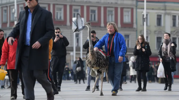 Jo&scaron; samo jedan običan dan u Zagrebu: Centrom grada &scaron;etao svog ljubimca - noja Francelja