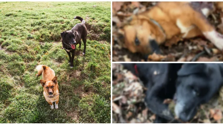 Tužna vijesti s poznatog eko imanja: 'Lija je na mjestu pala mrtva, Zrnko se borio za život'