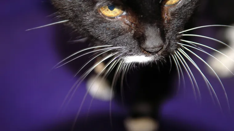 Evo &scaron;to znači ako se mačka stalno vraća na isto mjesto u kući i promatra jednu točku