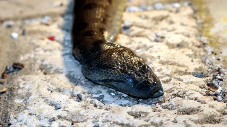 Neobičan ulov u Vodicama: Dječaci iz mora izvukli dva i pol metra dugu anakondu