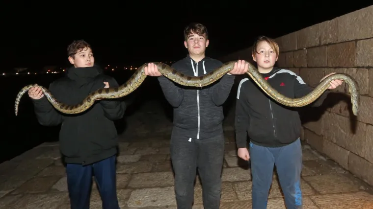 FOTO Jezivi 'ulov' petorice dječaka iz Vodica: Iz mora izvukli anakondu od 2,5 metra!