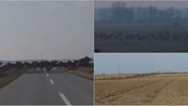 VIDEO Impozantni prizori: Krda jelena pretrčavaju ceste u Baranji!