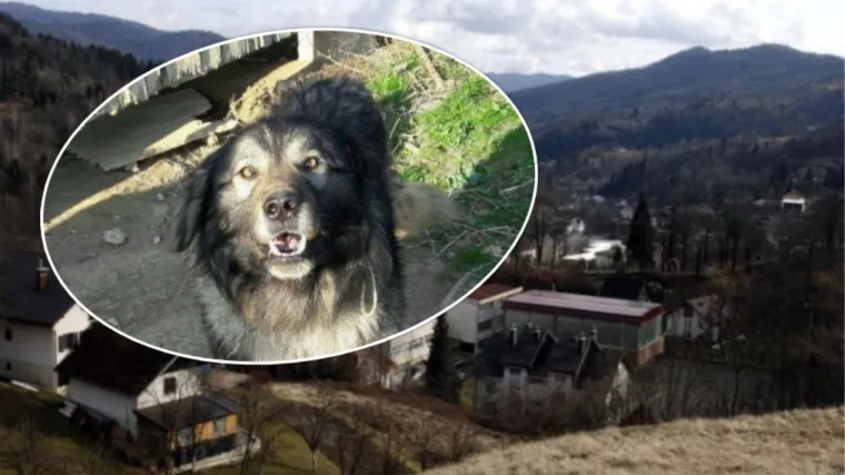 Medo nije jedini: Gradonačelnik zabranio 'dugotrajno ili ponavljajuće lajanje' pasa, kazna - 68 eura