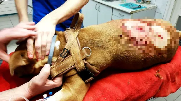 Puljanin nožem izbo stafordicu: Napala ga je dan ranije dok se sa psom &scaron;etao, slučaj prijavio policiji