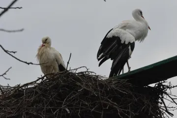 Jeste li znali da postoji selo roda u Hrvatskoj
