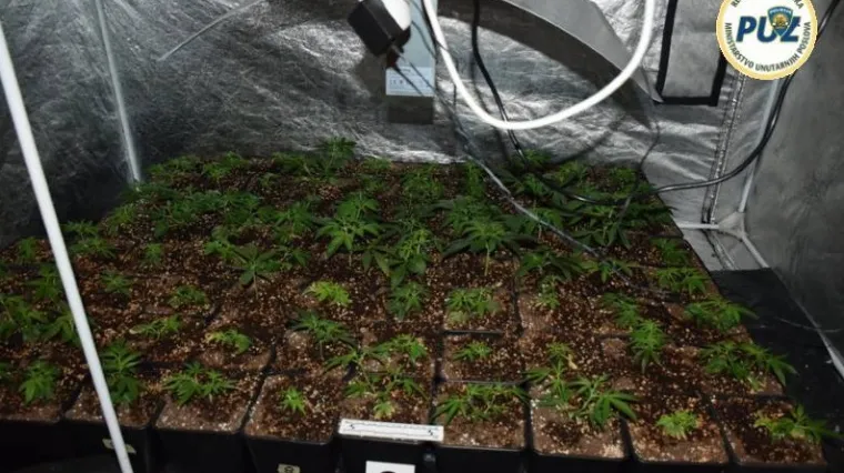 Improvizirani laboratorij u ormaru: U Trnavi pronađeno vi&scaron;e od 200 stabljika konoplje i marihuana