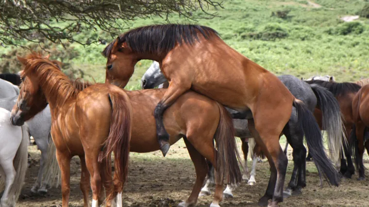 Kako se pare različite životinje? Uvjerite se na licu mjesta