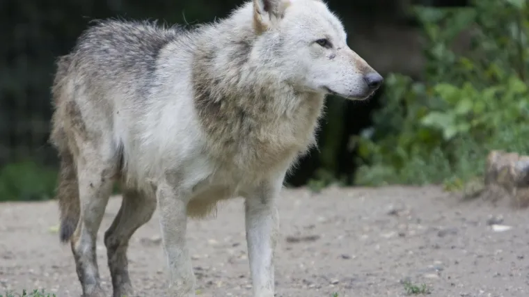 javio da na autovesti A1 luta vuk; izdali i upozorenje zbog magle i skliskih cesta
