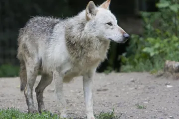 javio da na autovesti A1 luta vuk; izdali i upozorenje zbog magle i skliskih cesta