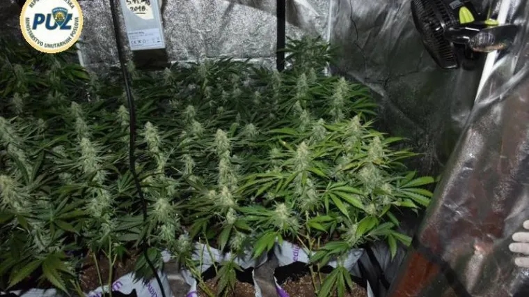 U kući uzgajao travu, pogledajte fotografije