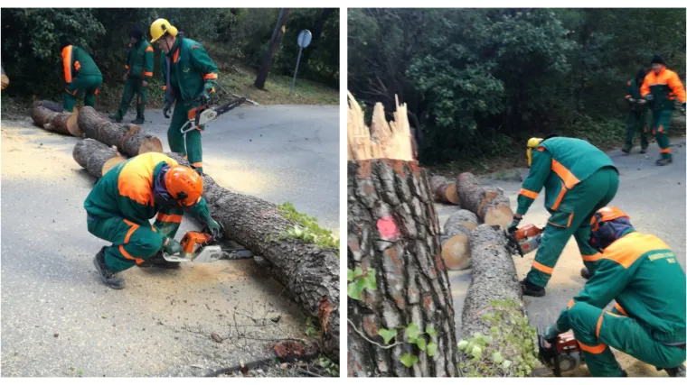 FOTO Angažirat će i konje? Na Marjanu krenula sječa 20.000 potkornjakom zaraženih stabala