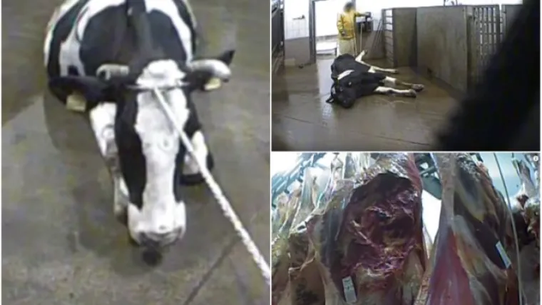 Povučeno meso za kebab nije iz poljske horor klaonice