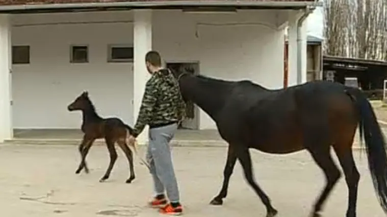 Alkarska ergela dobila prinovu: Malena Lalka trčat će jednom kao i njezini roditelji Alku