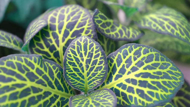 Fittonia biljka - kako se uzgaja Fittonia