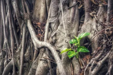 Scindapsus održavanje - Uzgoj scindapsus biljke