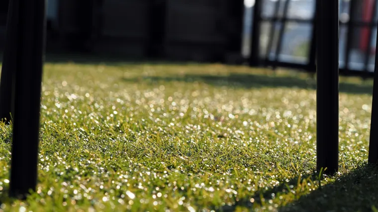 Sadnja trave u jesen: zasadite svoj travnjak u pravo vrijeme