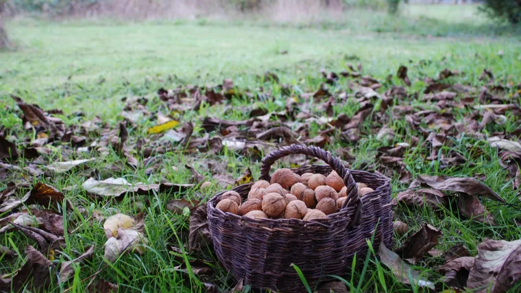 Kako izgleda vrt u prosincu i što radimo u njemu u vrijeme zime