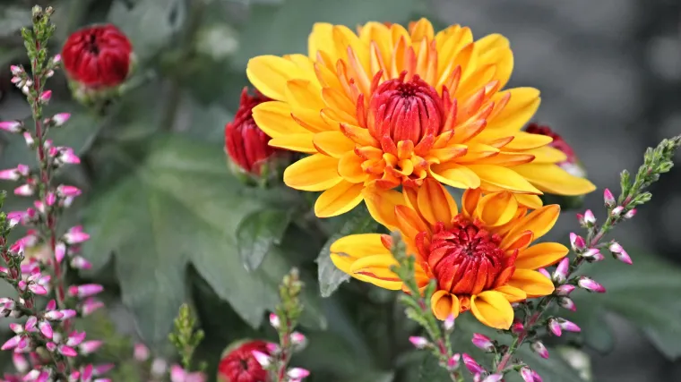 Znate li kako izgleda vrt u kolovozu i koji su radovi obavezni u kolovozu