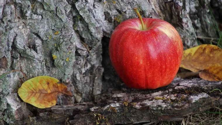 Kako izgleda vrt u rujnu i koji su radovi potrebni u jesen