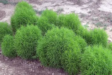 Metlica biljka neobičnog izgleda ali i naziva