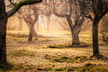 Kada je idealno vrijeme za početak radova u vrtu
