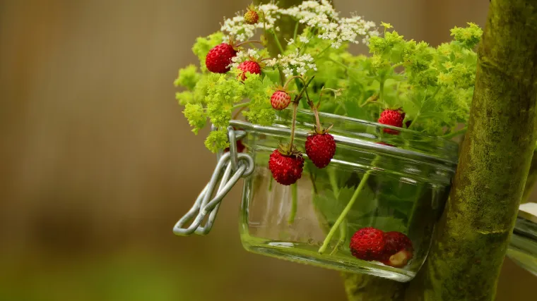 Vrt u stanu kao jedan od načina da se bavite vrtlarstvom