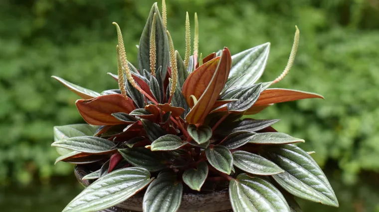 Peperomija biljka - kakva je za uzgoj i &scaron;to peperomija biljku krasi