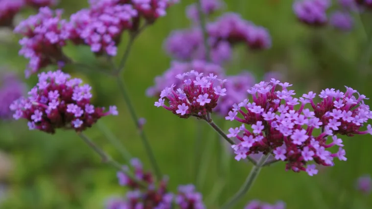 Verbena prezimljavanje - kako se uzgaja Verbena