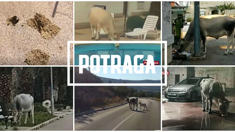 Krave teroriziraju Brač: Izazivaju nesreće, uni&scaron;tavaju maslenike... Niti policija ih ne može zaustaviti