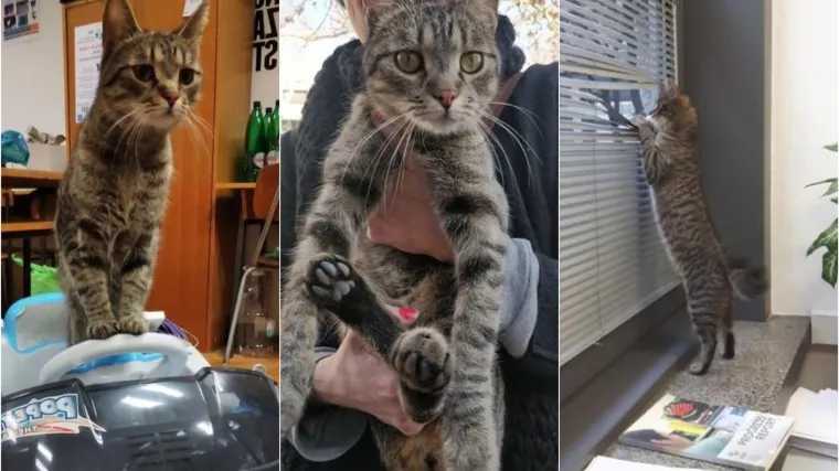 Znatiželja je jo&scaron; jednom ubila mačku: FER-ovog ljubimca Ivicu pregazio auto :(