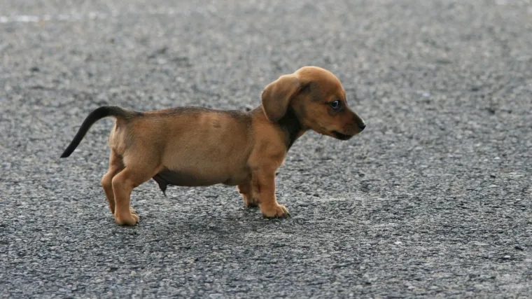 Mali jazavčar: otkrijte je li ova mala pasmina prava za vas?