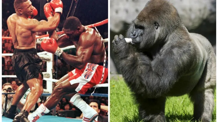 Legendarni boksač je nudio čuvaru ZOO-a 10.000 USD za borbu protiv gorile