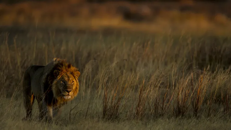 National Geographic Wild izdvaja mjesec velikih mačaka: Rijetko viđeno pona&scaron;anje u programu punom akcije nedjeljom u 18